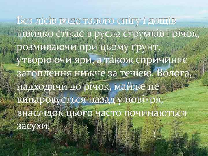 Без лісів вода талого снігу і дощів швидко стікає в русла струмків і річок,