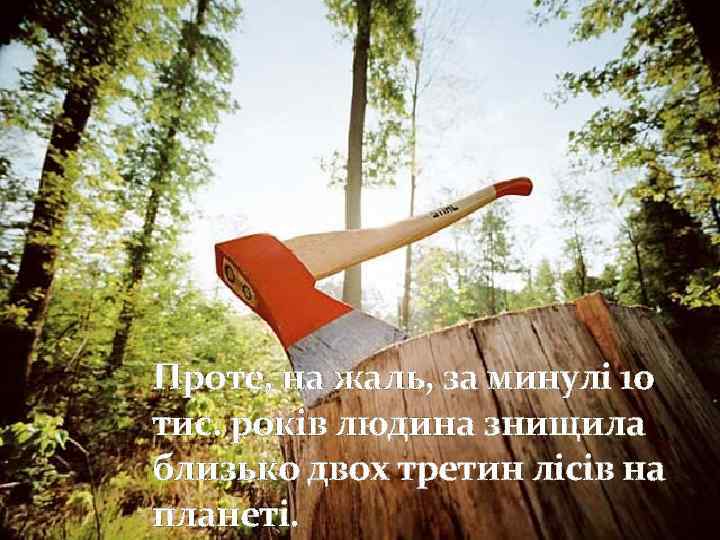 Проте, на жаль, за минулі 10 тис. років людина знищила близько двох третин лісів