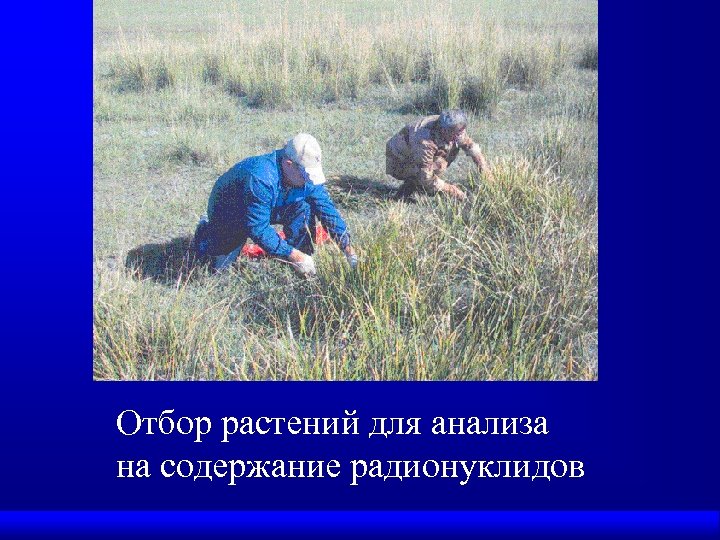 Отбор растений для анализа на содержание радионуклидов 