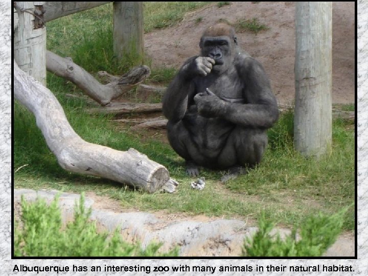 Albuquerque has an interesting zoo with many animals in their natural habitat. 