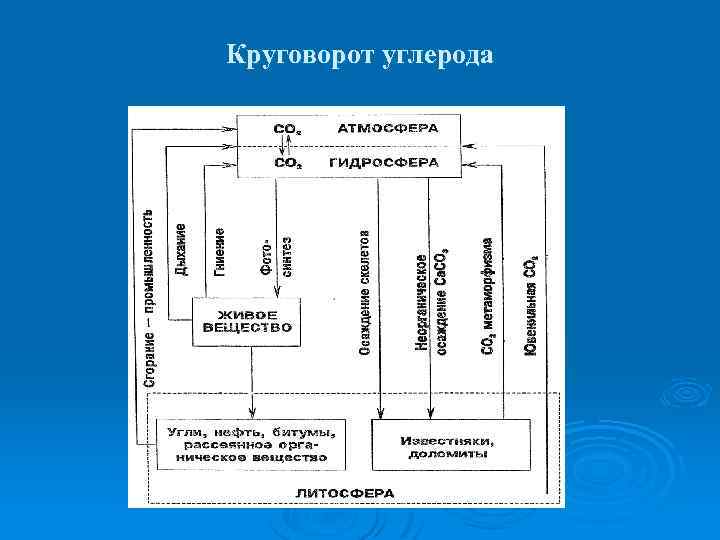 Как происходит круговорот углерода в природе кратко представьте общую схему круговорота