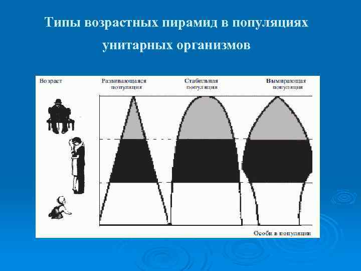 Типы возрастных пирамид в популяциях унитарных организмов 