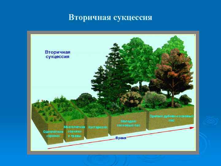 Вторичная сукцессия 