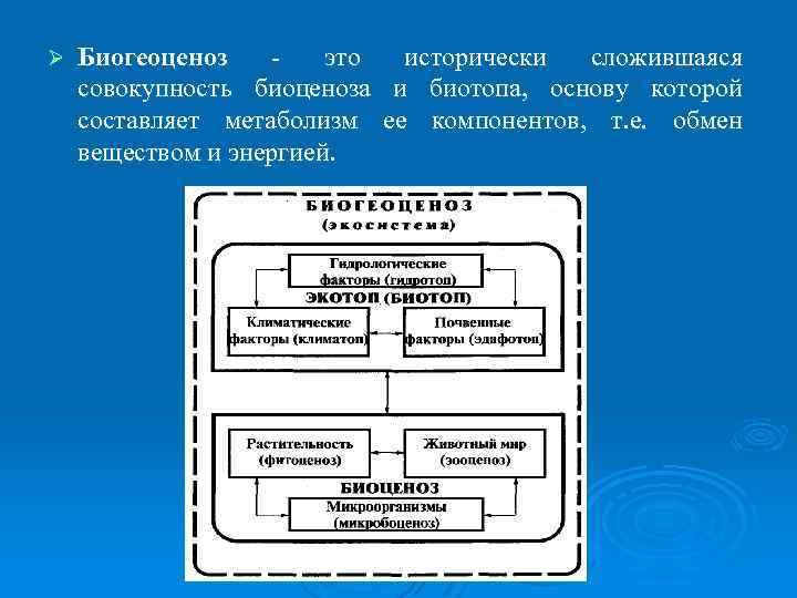 Ø Биогеоценоз это исторически сложившаяся совокупность биоценоза и биотопа, основу которой составляет метаболизм ее