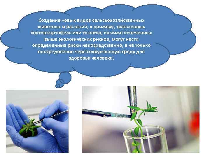 Создание новых видов сельскохозяйственных животных и растений, к примеру, трансгенных сортов картофеля или томатов,