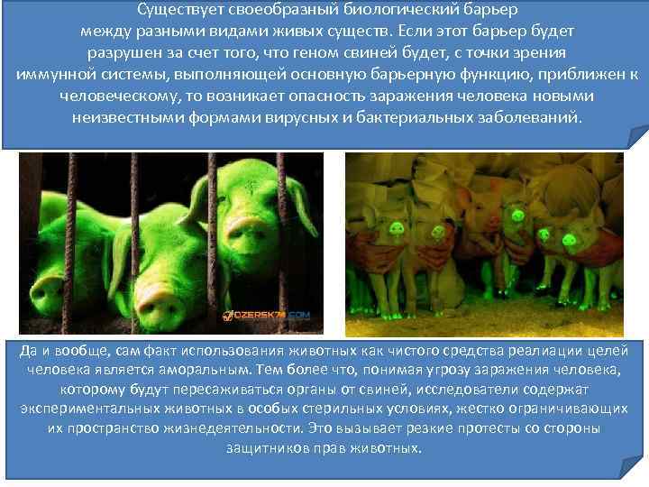 Существует своеобразный биологический барьер между разными видами живых существ. Если этот барьер будет разрушен