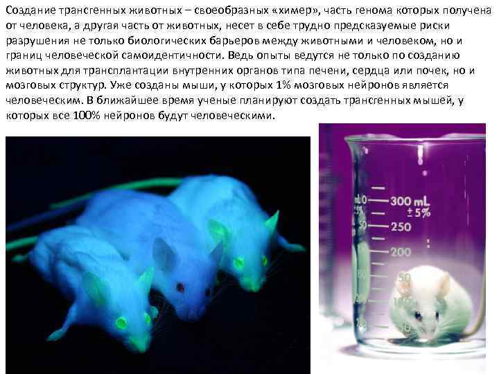 Создание трансгенных животных – своеобразных «химер» , часть генома которых получена от человека, а
