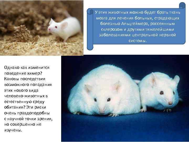 У этих животных можно будет брать ткань мозга для лечения больных, страдающих болезнью Альцгеймера,
