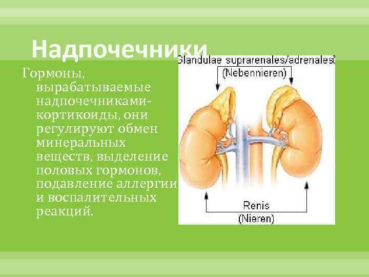 Надпочечники Гормоны, вырабатываемые надпочечникамикортикоиды, они регулируют обмен минеральных веществ, выделение половых гормонов, подавление аллергии