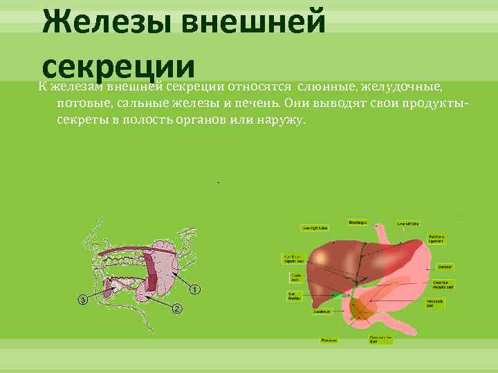 Железы внешней секреции К железам внешней секреции относятся слюнные, желудочные, потовые, сальные железы и