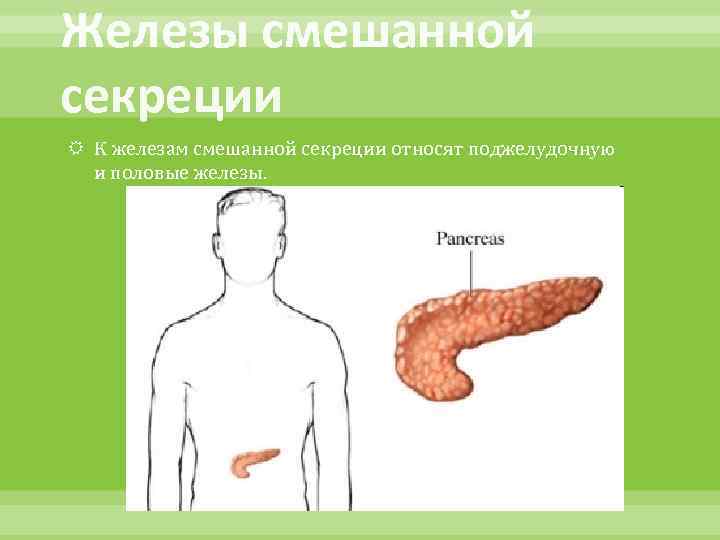 Железы внешней секреции картинки