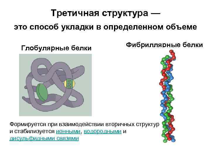 Третичная структура — это способ укладки в определенном объеме Глобулярные белки Фибриллярные белки Формируется