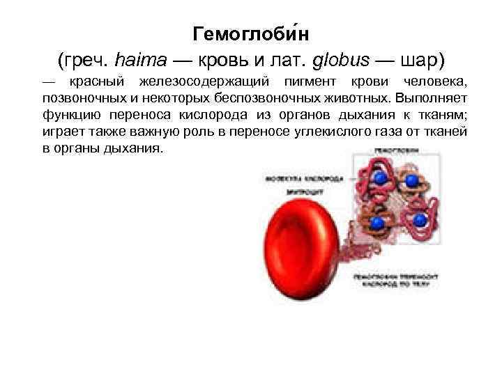 Гемоглоби н (греч. haima — кровь и лат. globus — шар) — красный железосодержащий