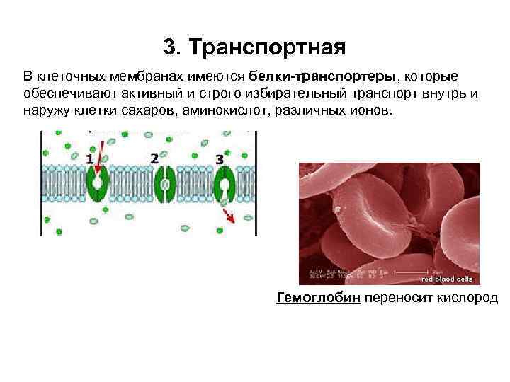 3. Транспортная В клеточных мембранах имеются белки-транспортеры, которые обеспечивают активный и строго избирательный транспорт
