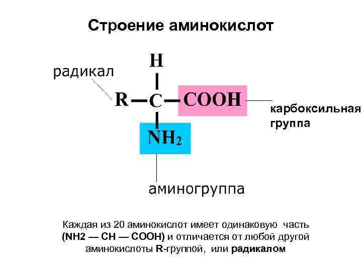 Строение аминокислот карбоксильная группа Каждая из 20 аминокислот имеет одинаковую часть (NH 2 —