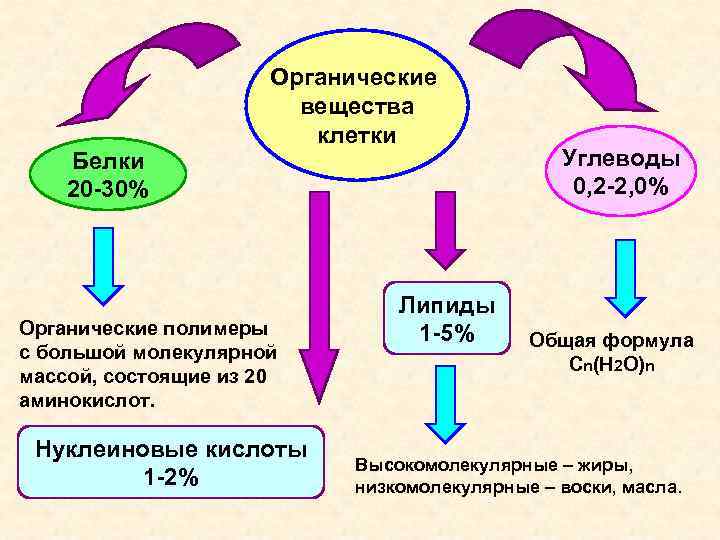 Белки 20 -30% Органические вещества клетки Органические полимеры с большой молекулярной массой, состоящие из