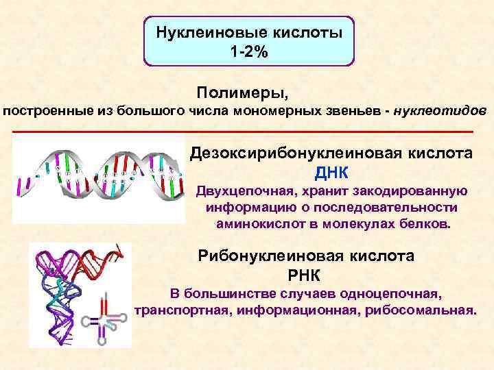 Нуклеиновые кислоты 1 -2% Полимеры, построенные из большого числа мономерных звеньев - нуклеотидов Дезоксирибонуклеиновая