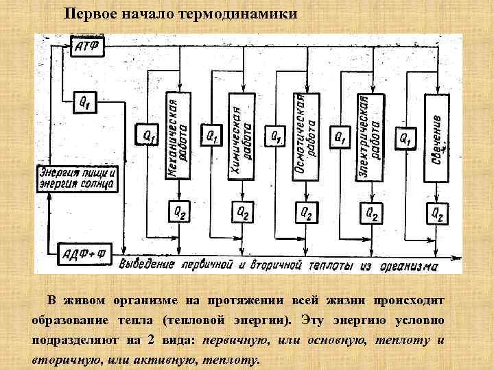 Первое начало термодинамики В живом организме на протяжении всей жизни происходит образование тепла (тепловой