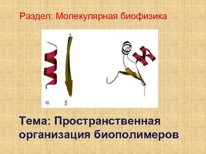 Раздел: Молекулярная биофизика Тема: Пространственная организация биополимеров 