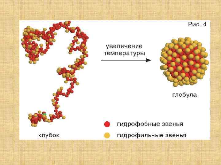 Структура глобулы