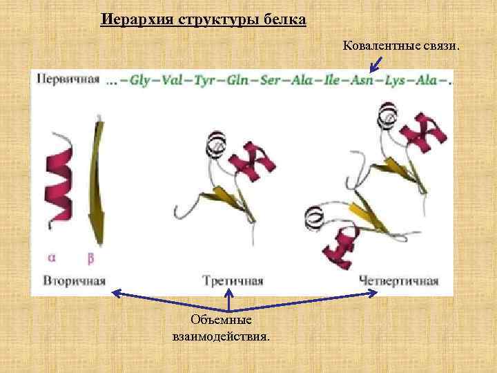 Иерархия структуры белка Ковалентные связи. Объемные взаимодействия. 