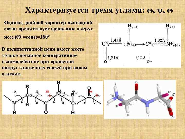Характеризуется тремя углами: ω, ψ, ω Однако, двойной характер пептидной связи препятствует вращению вокруг