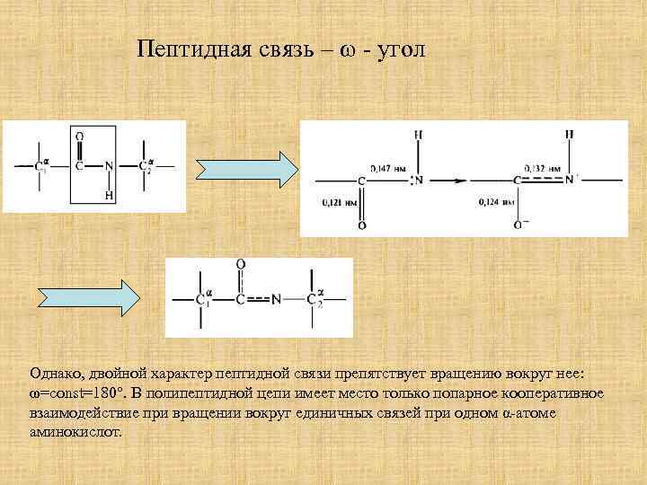 Пептидная связь – ω - угол Однако, двойной характер пептидной связи препятствует вращению вокруг