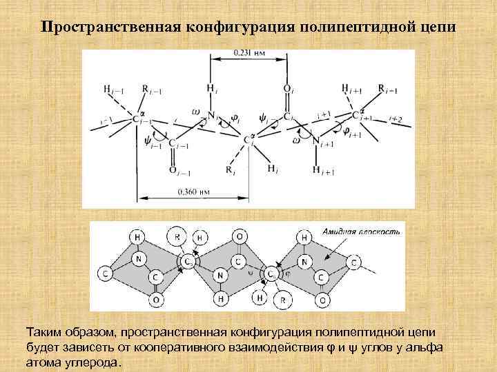 Пространственная конфигурация полипептидной цепи Таким образом, пространственная конфигурация полипептидной цепи будет зависеть от кооперативного