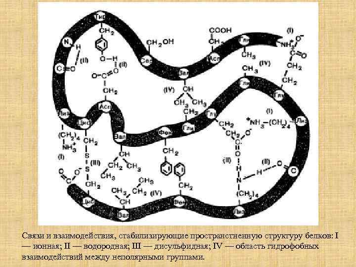 Связи и взаимодействия, стабилизирующие пространстненную структуру белков: I — ионная; II — водородная; III
