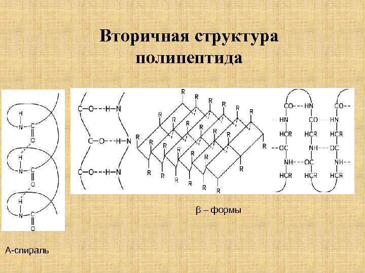 Вторичная структура полипептида β – формы Α-спираль 
