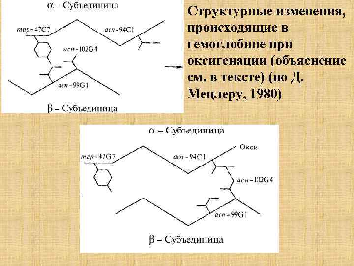 Структурные изменения, происходящие в гемоглобине при оксигенации (объяснение см. в тексте) (по Д. Мецлеру,
