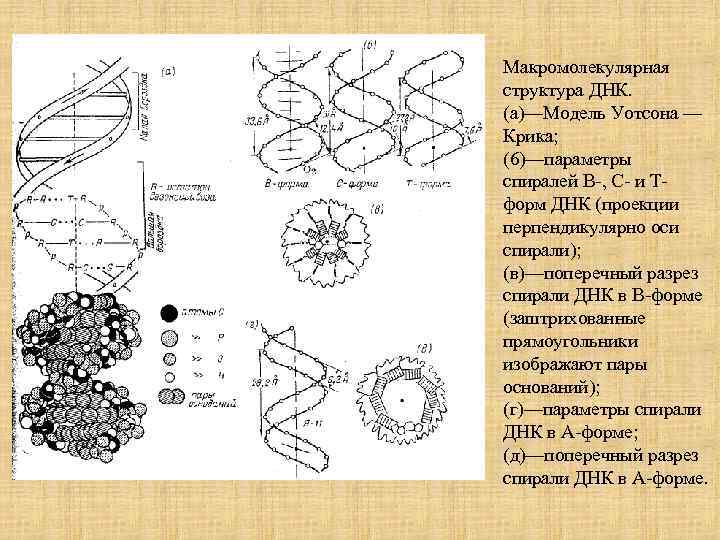 Макромолекулярная структура ДНК. (а)—Модель Уотсона — Крика; (6)—параметры спиралей В-, С- и Тформ ДНК
