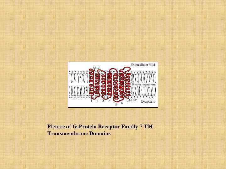 Picture of G-Protein Receptor Family 7 TM Transmembrane Domains 