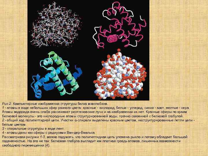 Рис. 2. Компьютерные изображения структуры белка миоглобина. 1 - атомы в виде небольших сфер