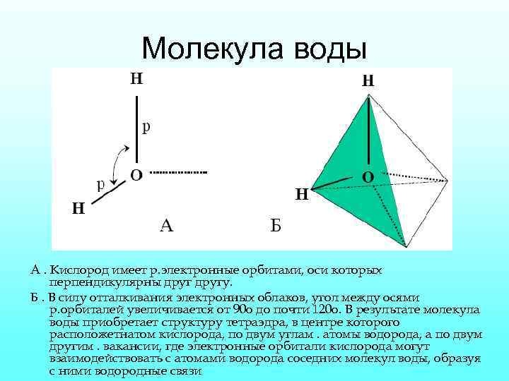 Молекула воды А. Кислород имеет р. электронные орбитами, оси которых перпендикулярны другу. Б. В