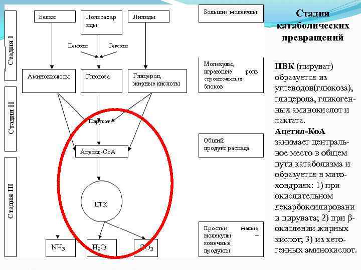 Стадии катаболических превращений ПВК (пируват) образуется из углеводов(глюкоза), глицерола, гликогенных аминокислот и лактата. Ацетил-Ко.