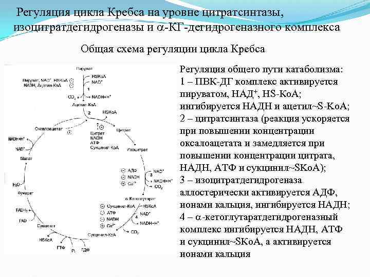  Регуляция цикла Кребса на уровне цитратсинтазы, изоцитратдегидрогеназы и -КГ-дегидрогеназного комплекса Общая схема регуляции