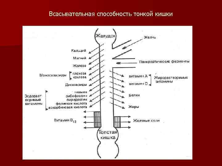 Всасывательная способность тонкой кишки 