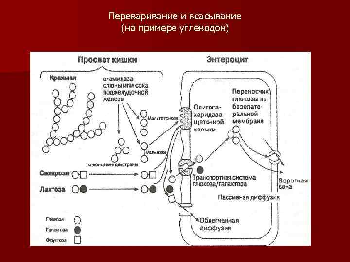 Переваривание и всасывание (на примере углеводов) 