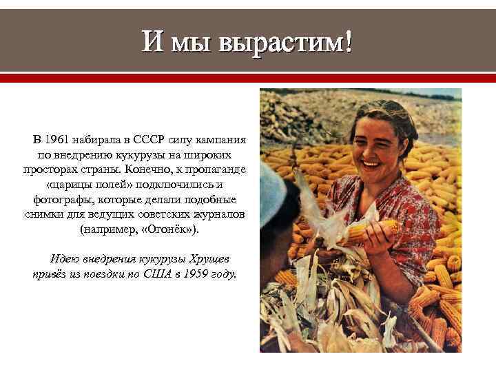 И мы вырастим! В 1961 набирала в СССР силу кампания по внедрению кукурузы на