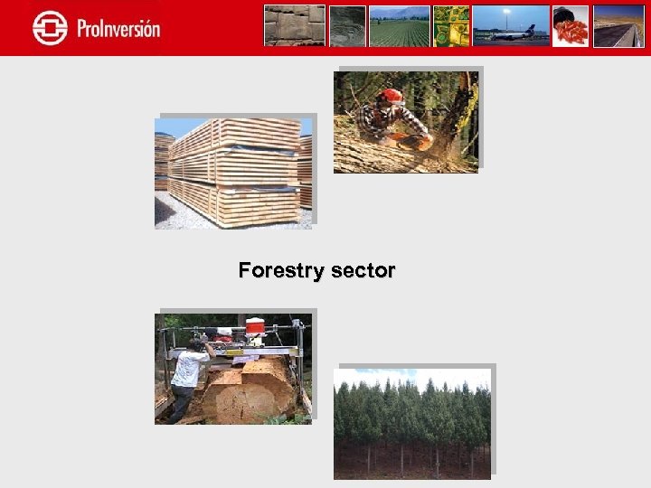 Forestry sector 