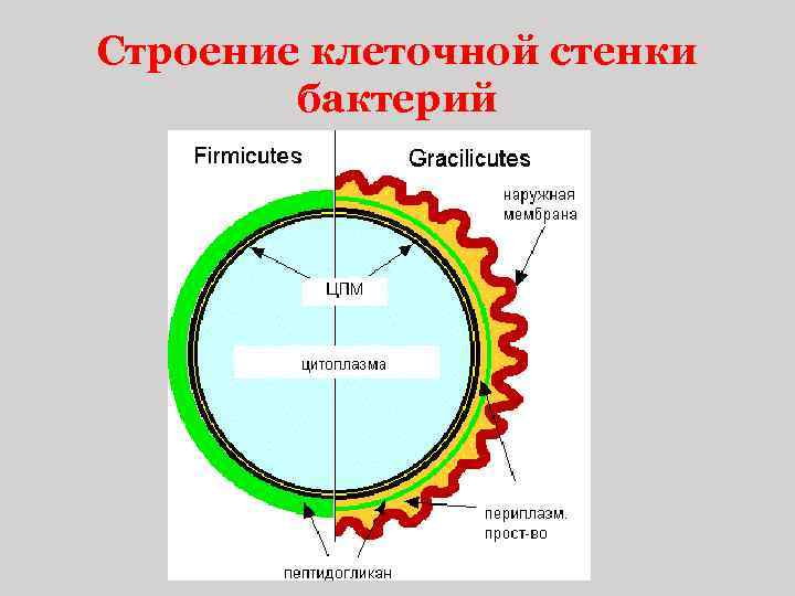 Строение клеточной стенки бактерий 