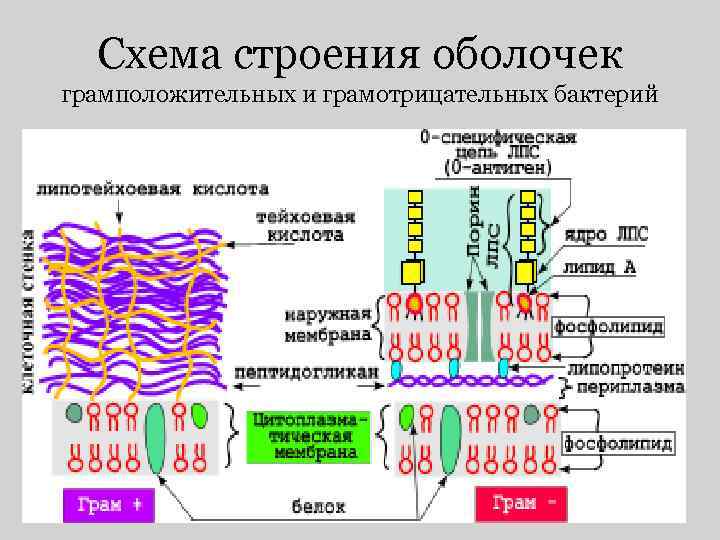 Схема строения оболочек грамположительных и грамотрицательных бактерий 