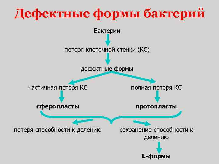 Дефектные формы бактерий Бактерии потеря клеточной стенки (КС) дефектные формы частичная потеря КС полная