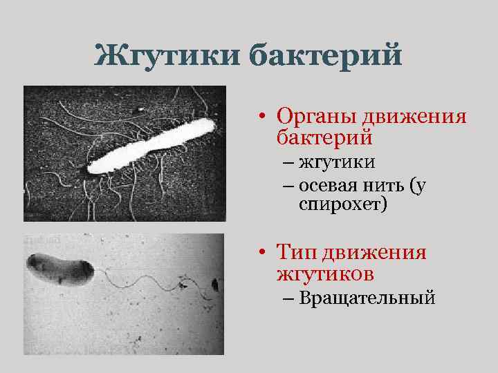 Жгутики бактерий • Органы движения бактерий – жгутики – осевая нить (у спирохет) •