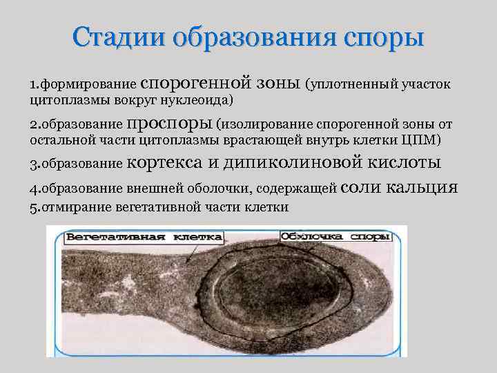 Стадии образования споры 1. формирование спорогенной цитоплазмы вокруг нуклеоида) зоны (уплотненный участок 2. образование