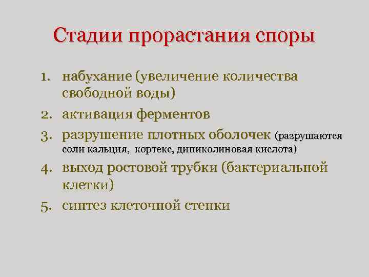 Стадии прорастания споры 1. набухание (увеличение количества свободной воды) 2. активация ферментов 3. разрушение