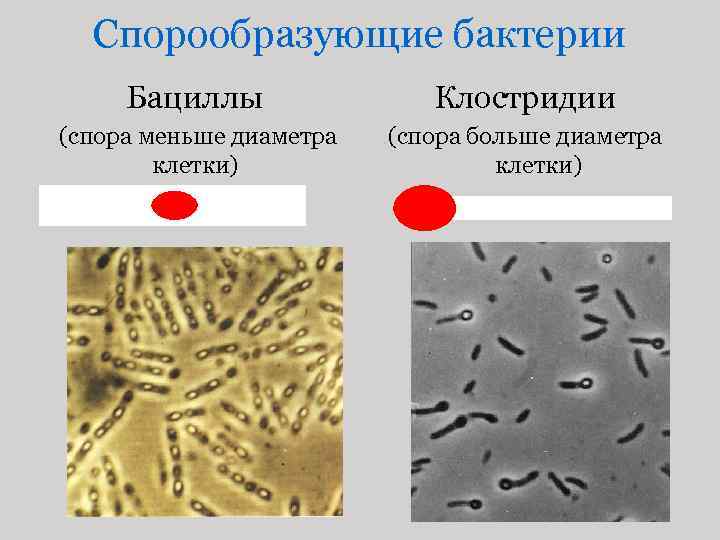 Спорообразующие бактерии Бациллы Клостридии (спора меньше диаметра клетки) (спора больше диаметра клетки) 