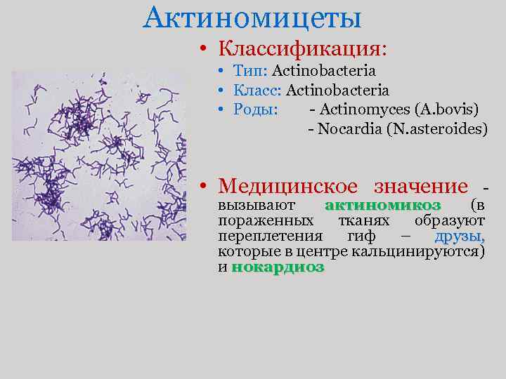 Актиномицеты микробиология презентация