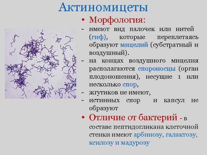 Актиномицеты • Морфология: - имеют вид палочек или нитей (гиф), которые переплетаясь гиф) образуют